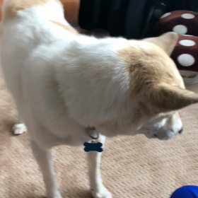 おすわりの画像