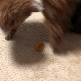 めりーちゃん1人遊びの画像