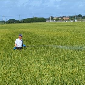田んぼの消毒の画像