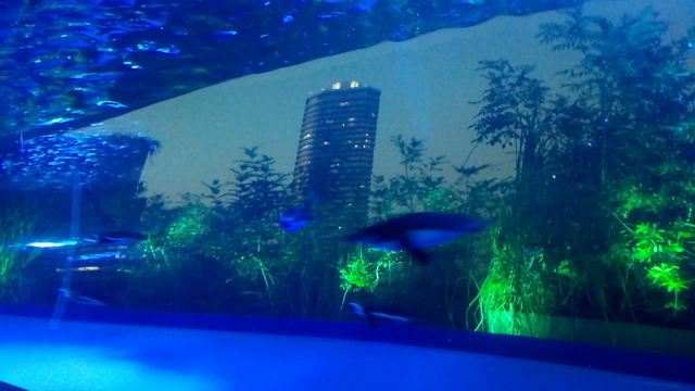 水族館と日本酒デート♡の記事動画