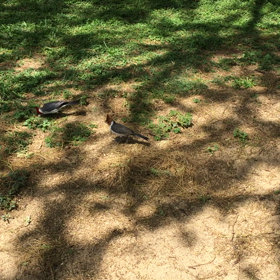 コウカンチョウの画像