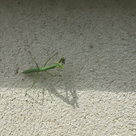 カマキリの捕食の画像