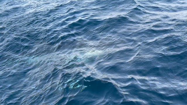 ジンベエザメ！の記事動画