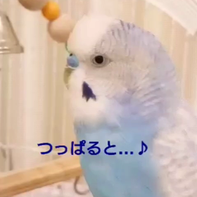 【おしゃべりインコ】男の勲章を練習中❤️の画像