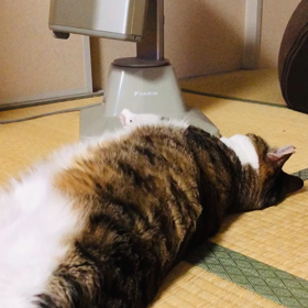 ララの画像