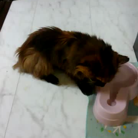 老猫逝くの画像