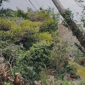 2025.２月南種子町のウグイスの初鳴きの画像