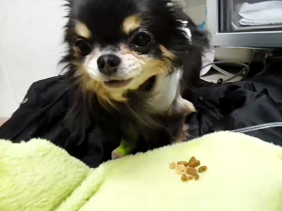 桃太郎ご飯おかわりしましたの記事動画
