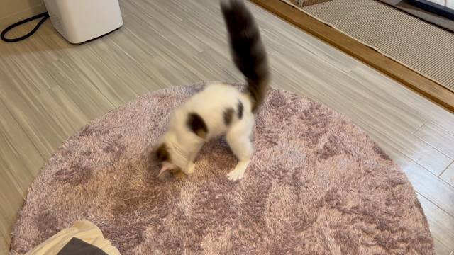 ❤︎今日の猫様4/2❤︎の記事動画