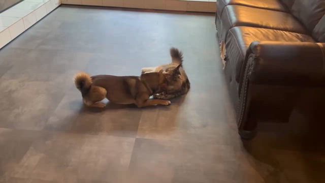 ストレス解消法の記事動画