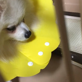 ヨダレを垂らす犬の画像