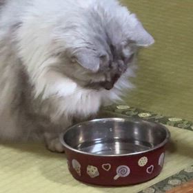 我が家のお上品にゃんの画像