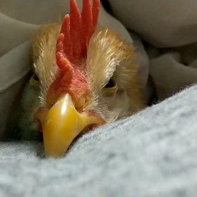 にわとりの寝顔の画像