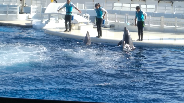 水族館で癒しの記事動画