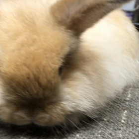 今日は１８：００までの営業ですの画像