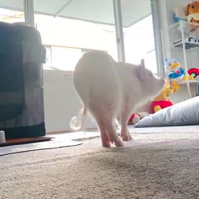 勲章を再実感するの画像