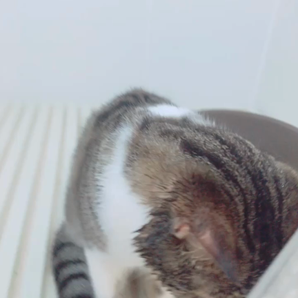 全部ひっくるめて可愛い♡の記事動画