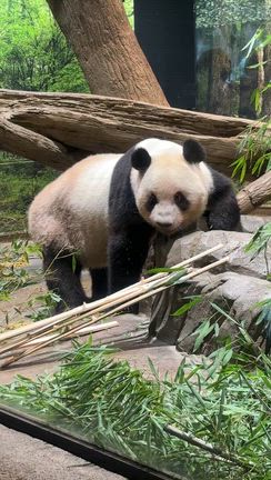 上野動物園　パンダの記事動画