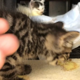 子猫のお見舞いに行ってきました。の画像