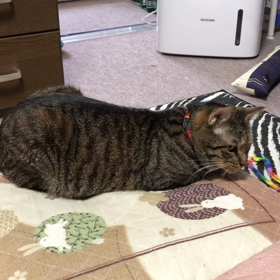 猫でも 若年性認知症があるらしいの画像