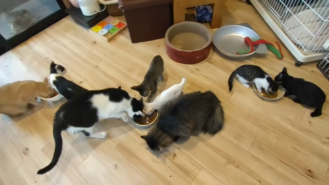 Tomomi : 猫たちのご飯Time & 飛行機の記事動画