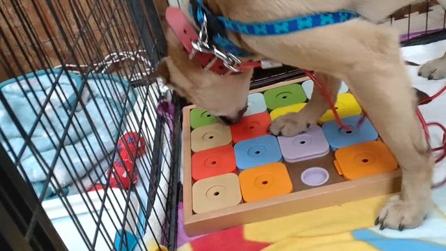 Tomomi : 保護犬まーちゃん ＆ プチサプライズの記事動画
