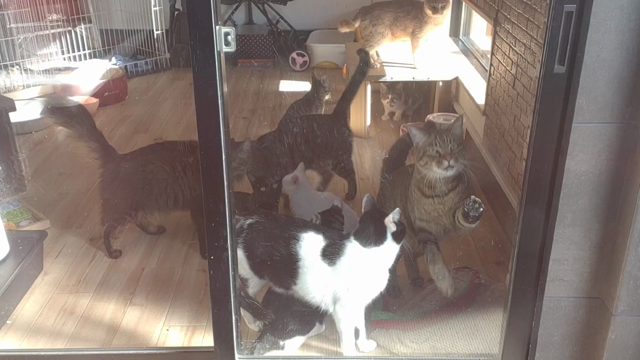 Tomomi : 保護動物達のお世話 & イベント(≧▽≦)の記事動画