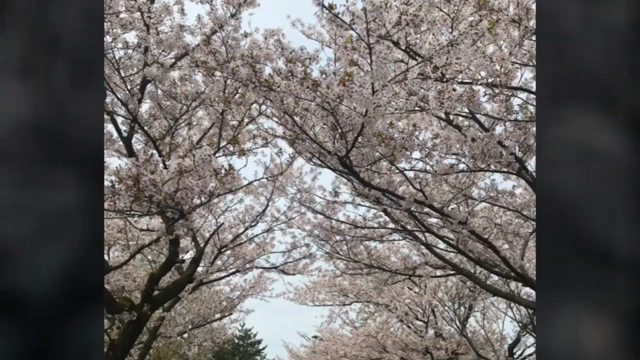 今年の桜見納めの記事動画