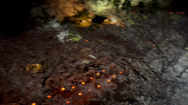 はじめての夜桜の記事動画