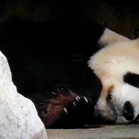 居眠り リーくんの画像