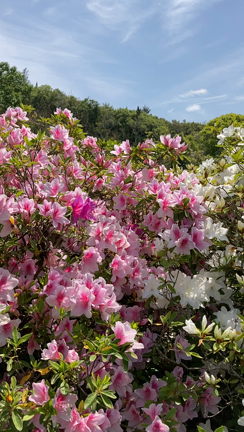 1年前の同じ日に、同じ場所を撮っていてびっくりしました【さぬき市•西方寺】の記事動画