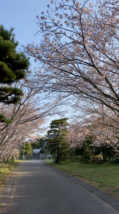 朝の散歩、桜のトンネルを通って【さぬき市・西方寺】の記事動画