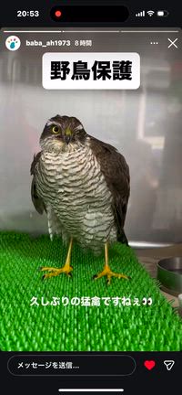 野鳥さんが立ち上がりました！の記事動画