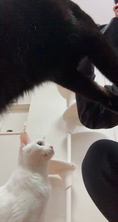 何もしたくないをキメこむ日の記事動画