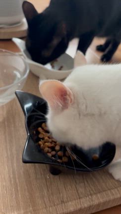 猫アレルギーなのに猫を飼うということの記事動画