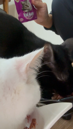 我が家の猫がカルカン®︎を知ってしまったの記事動画