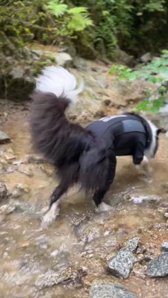 ブロ友さんと登山の記事動画