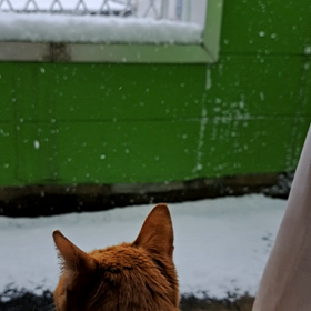 初雪と小麦 2023/12/21の画像