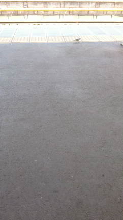 セキレイの記事動画