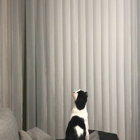 ねこ　続編の画像