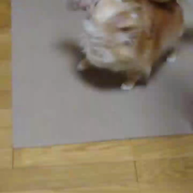 ももちゃん U^ェ^Uの画像