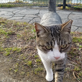 野良猫コロンに会いに来たの画像