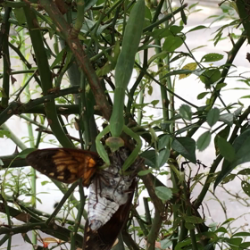 自然の摂理の画像