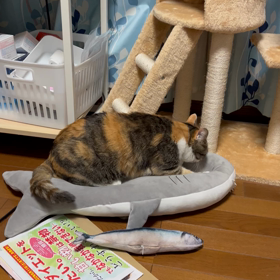 ふみふみ職人現るの画像