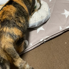 猫も夢を見てる？の画像