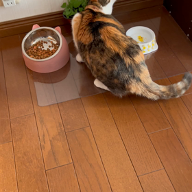 注射が効いていて小康状態ですの画像