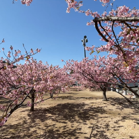 子宮摘出、その後の画像