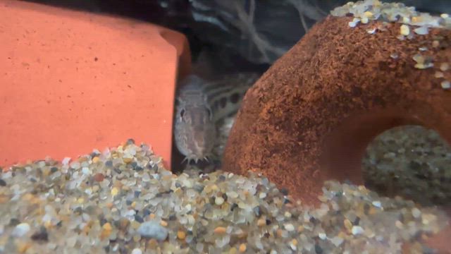 年内に見つかって良かったの記事動画