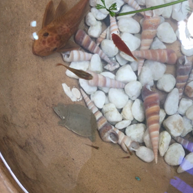 ベトナムの熱帯魚の画像