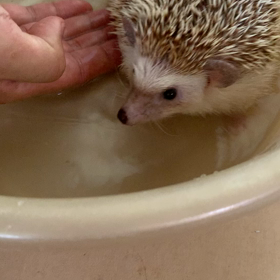 ハリネズミ　むーさん　お風呂に入るの画像
